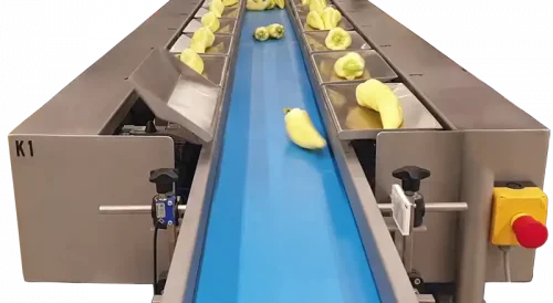 Linea para envasado de pimientos