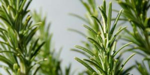 Hierbas aromaticas
